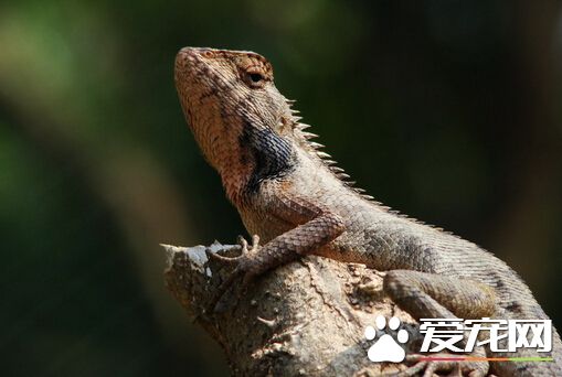 蜥蜴是冷血动物吗 的确蜥蜴是冷血动物