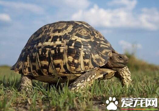 什么样的人适合养龟 运气极差或八字喜火时