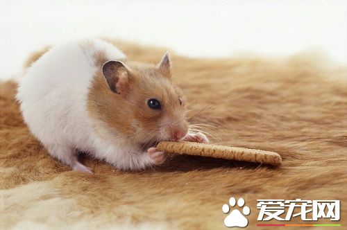仓鼠脚断了怎么办 仓鼠脚断一般的处理方法
