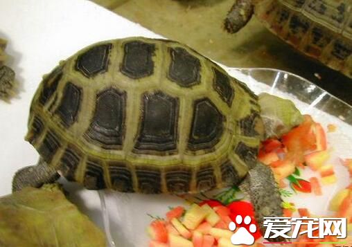 养龟一般养几只 一般双数都是吉利的数字