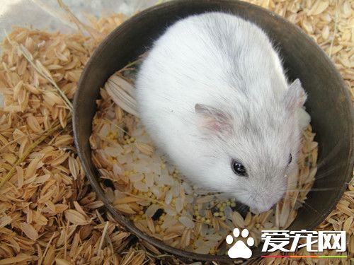 仓鼠脱毛怎么办 仓鼠的预防及解决方法