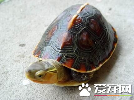 养龟有什么讲究吗 需要养在特定的环境中