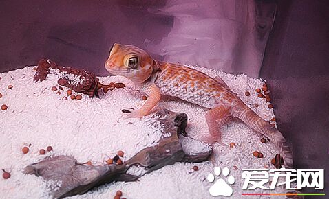 蜥蜴能活多少年 品种不同它们寿命也不同