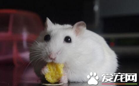 银狐仓鼠性格 银狐仓鼠性格比较温顺