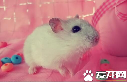 仓鼠可以合笼吗 部分品种的仓鼠可以合养