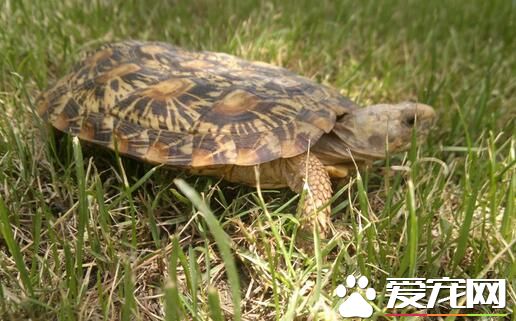 怀孕能养龟吗 宠物龟是可以和孕妇共存