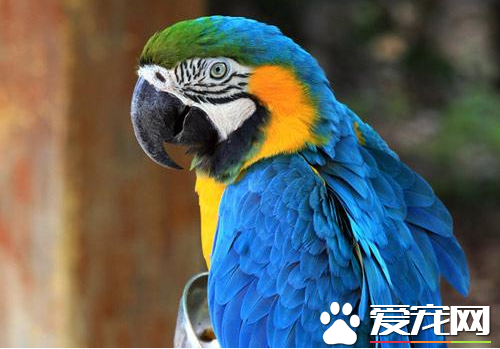 鹦鹉一天吃多少东西   各类鹦鹉食物搭配不同