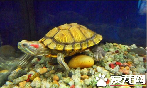 办公室养龟好吗 养龟可以为公司带来财气