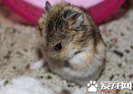 什么鼠可以养 公婆鼠以及熊仔不怎么好养