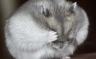 仓鼠发抖是怎么回事 可能是因为害怕又或是寒冷