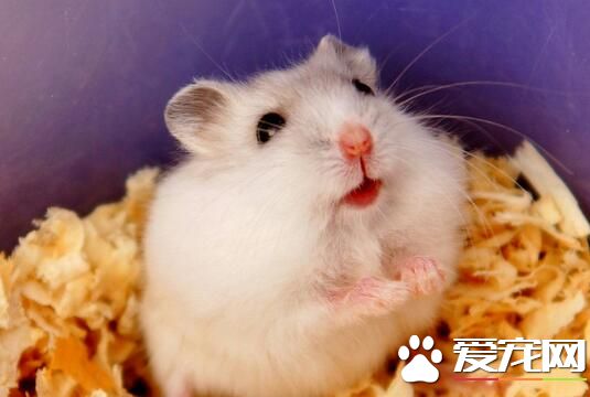 宠物鼠有哪些 黑线仓鼠是非常可爱的一种