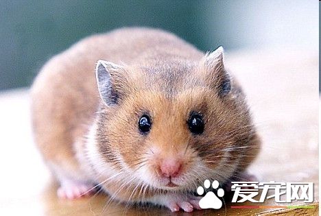 仓鼠会生什么病 仓鼠最常见的几种病