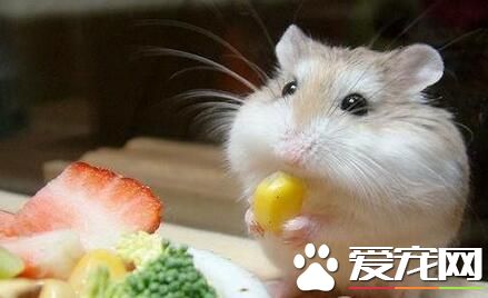 仓鼠吐了怎么办 有可能是因为食物太多