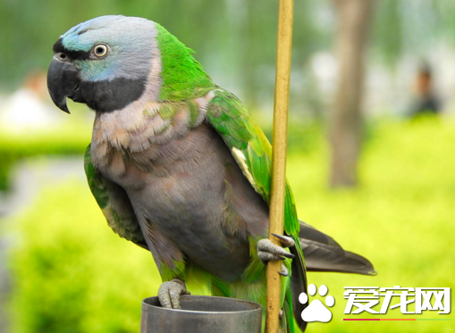 鹦鹉会说话么   其实鹦鹉能用是众所周知的