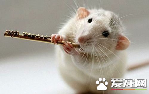 养仓鼠会得病吗 仓鼠不是生来就患病的