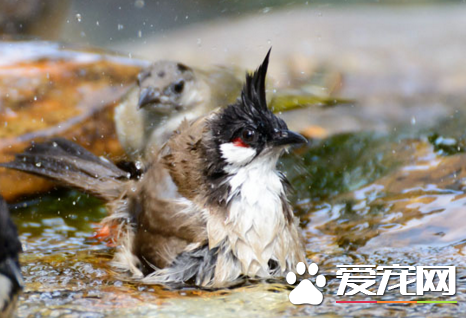 鹦鹉怎么洗澡   大多数鹦鹉是不喜欢洗澡的