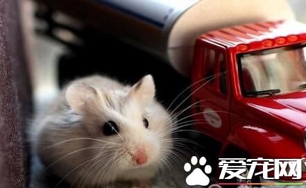 仓鼠颊囊炎怎么办 仓鼠颊囊炎的治疗方法