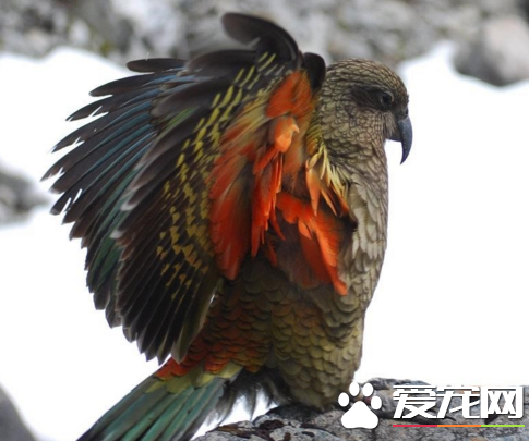 会说话的鹦鹉的价格  大多数价格都不低