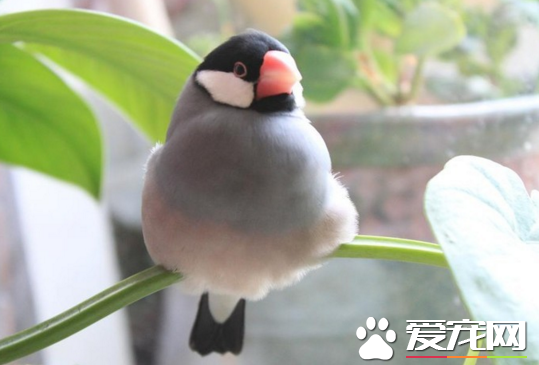 适合家养的鸟 以及选择宠物鸟饲养的方法