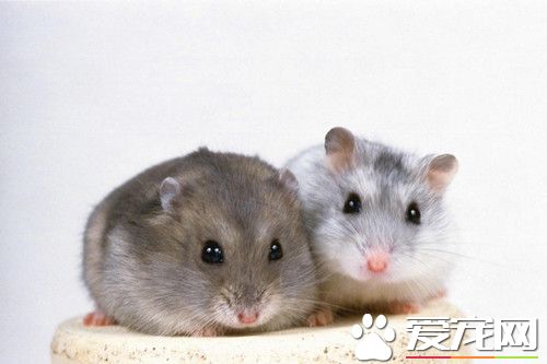 怎么给仓鼠喂水 有专门的钢珠门阀饮水器