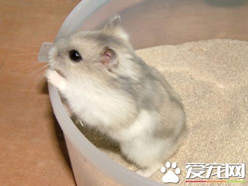 什么仓鼠最可爱 六种最可爱又常见仓鼠