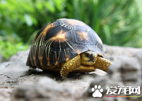 在家养龟好吗 养龟能够起到化煞的作用