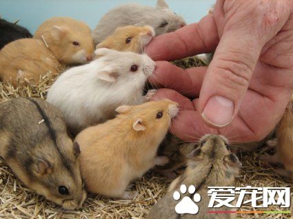 仓鼠能一起养吗 只有幼年仓鼠才适合群养