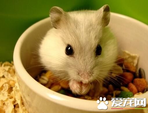 仓鼠中暑症状 刚中暑时鼠鼠会极度兴奋