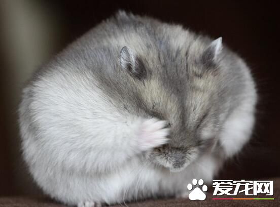 仓鼠发抖是怎么回事 可能是因为害怕又或是寒冷