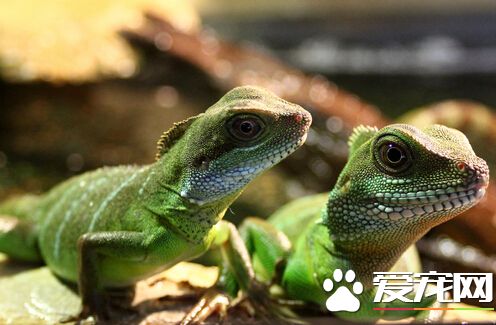 蜥蜴能长多大 蜥蜴全长在70-160公分