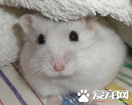 养仓鼠有什么危害 养仓鼠只要不散养就没事