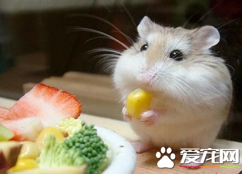 仓鼠死了怎么处理 首先排除仓鼠是否装死