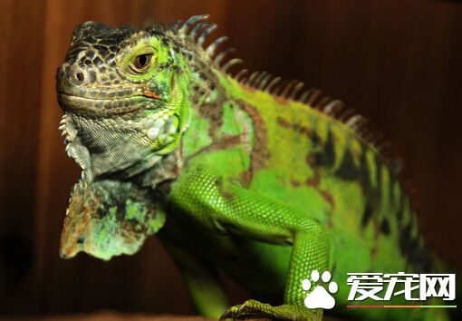 宠物蜥蜴品种及图片 带你了解蜥蜴品种