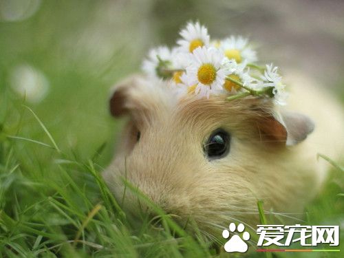 养仓鼠的好处 养仓鼠可以起到改风水的作用