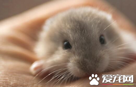 仓鼠乳腺炎怎么治 仓鼠乳腺炎症状及治疗方法