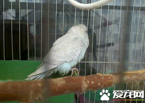 鸟拉稀怎么治  以及鸟拉肚子是怎么回事