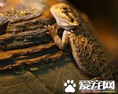 适合家养的蜥蜴 鬃狮蜥十分适合大家饲养