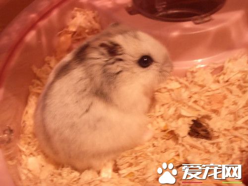 仓鼠病了怎么办 要先了解仓鼠是怎么生病的