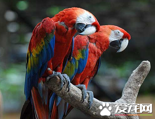 鹦鹉能吃什么水果   大部分水果都能吃