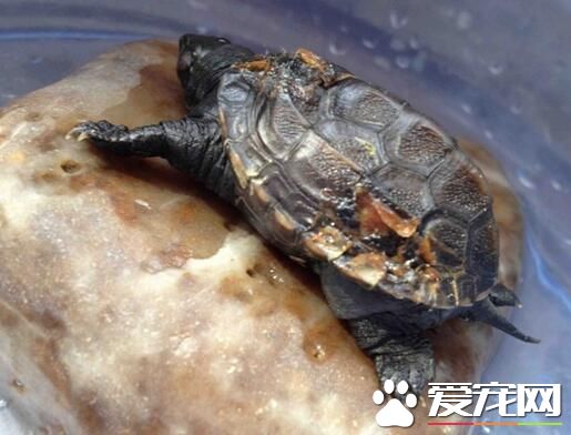 草龟和什么龟一起养 不是性情凶猛的都可以