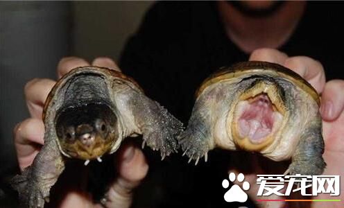 最小的宠物龟 公认最小的龟是窄桥匣龟