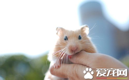 孕妇可以养仓鼠吗 不建议怀孕期间饲养