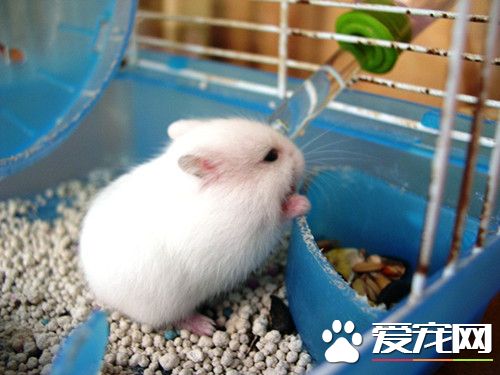 仓鼠夏天吃什么 少喂点面包虫之类的东西