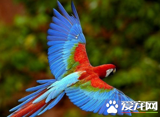 鹦鹉的寿命有多长  可以分为生理寿命和实际寿命