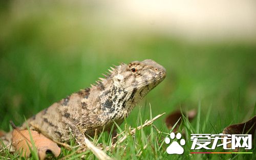 蜥蜴有什么品种 蜥蜴最常见的四个主要品种