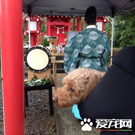 日旅馆首推宠物驱魔招健康 狗狗还泡温泉净身