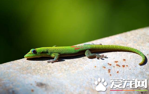 蜥蜴生活习性 一定要注意温差不要太大