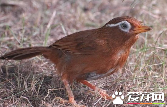 哪里的画眉鸟最好  北方的很少主要是南方画眉鸟好看