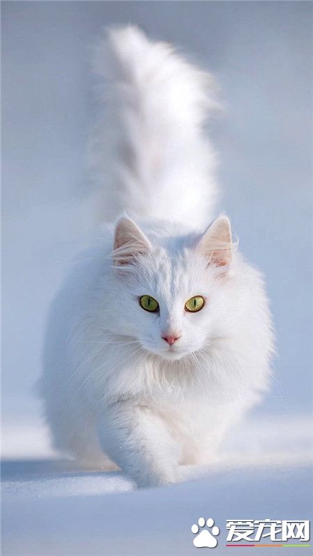 朕是雪地的王，喵......