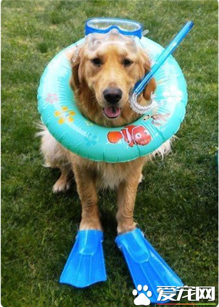 快到夏季了，阿汪们已经开始热得不要不要了，瞧这套潜水装备怎么样，呵呵